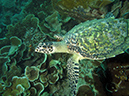 2011-10-23 - Lusong Reef off off Lusong Island Sangat Island (30)