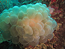 2011-10-22 - Coral Gardens off of Sangat Island (9)