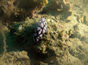 2011-10-24 - Olympia Maru wreck Sangat Island (25)
