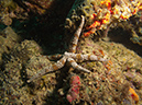 2011-10-20 - Dynamite Reef Culion Island (15)