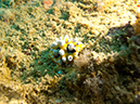 2011-10-24 - Olympia Maru wreck Sangat Island (16)