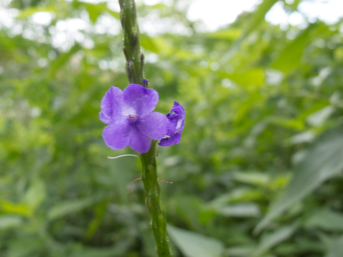 %_tempFileName2013_03_05-2-Bajawa-to-Labaun-Bajo-Lake-Ranamese-5%
