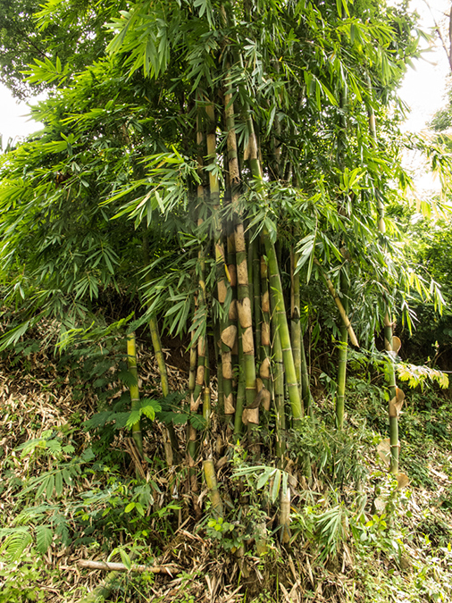 %_tempFileName2013_03_05-3-Bajawa-to-Labaun-Bajo-3%