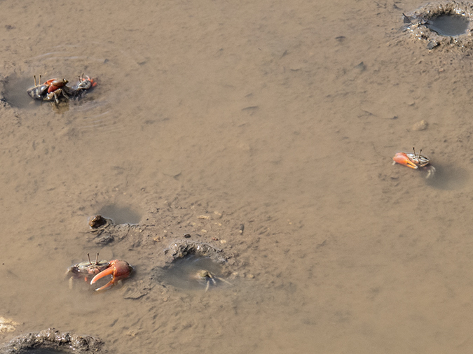 %_tempFileName2013_03_06-1-Trip-to-Rinca-Island-21%