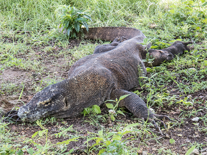 %_tempFileName2013_03_06-1-Trip-to-Rinca-Island-23%