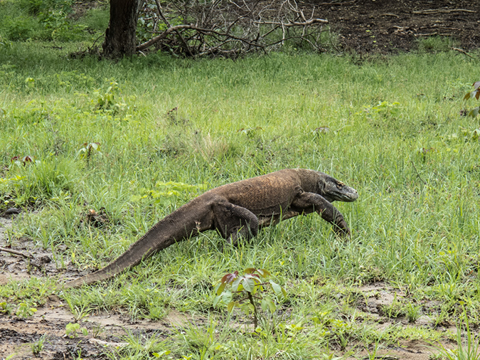 %_tempFileName2013_03_06-1-Trip-to-Rinca-Island-55%