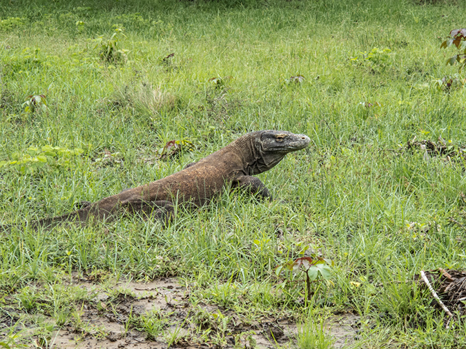 %_tempFileName2013_03_06-1-Trip-to-Rinca-Island-58%