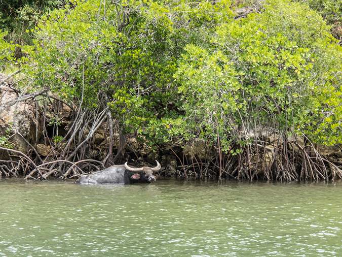 %_tempFileName2013_03_06-1-Trip-to-Rinca-Island-82%