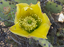 %_tempFileName2013-07-04_1_Crystal_Cove_State_Park-18%