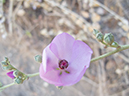 %_tempFileName2013-07-04_1_Crystal_Cove_State_Park-23%