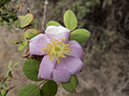 %_tempFileName2013-07-04_1_Crystal_Cove_State_Park-32%