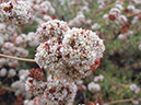 %_tempFileName2013-07-06_1_Laguna_Coast_Wilderness_Park-2%