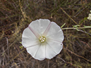 %_tempFileName2013-07-06_1_Laguna_Coast_Wilderness_Park-4%