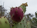 %_tempFileName2013-07-06_1_Laguna_Coast_Wilderness_Park-6%