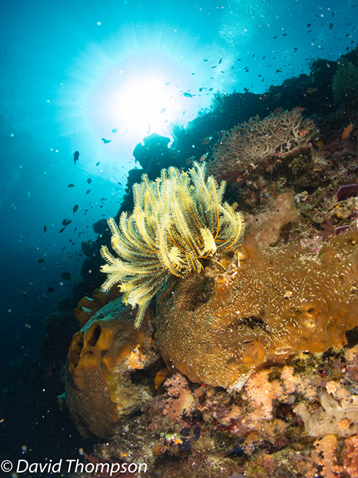 %_tempFileName2012-07-01_2_Ternate_Island_Babylon%20(23)%