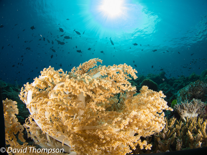 %_tempFileName2012-07-01_2_Ternate_Island_Babylon%20(40)%