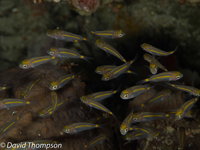 %_tempFileName2012-07-02_1_Pura_Island_Pakyans_Vilage%20(27)%