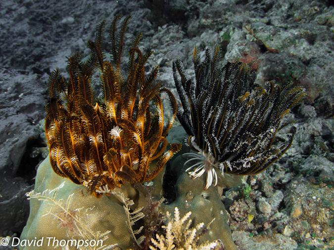 %_tempFileName2012-07-02_1_Pura_Island_Pakyans_Vilage%20(4)%