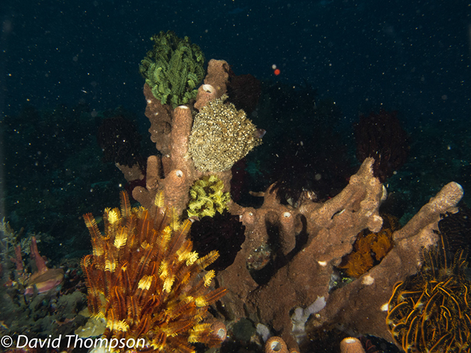 %_tempFileName2012-07-02_1_Pura_Island_Pakyans_Vilage%20(55)%