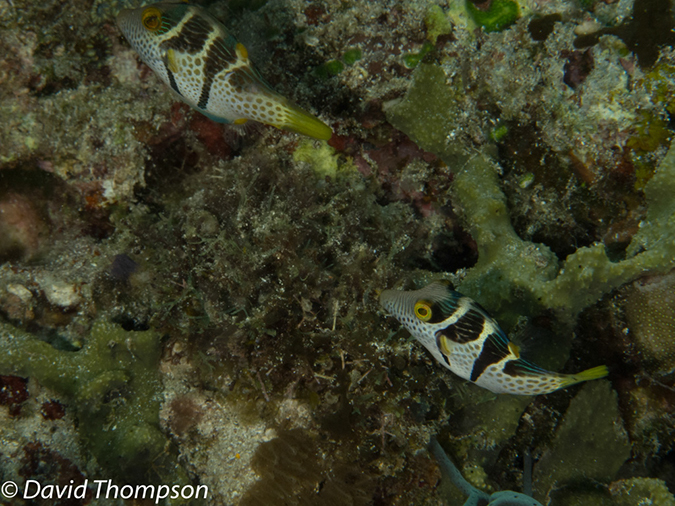 %_tempFileName2012-07-02_1_Pura_Island_Pakyans_Vilage%20(88)%