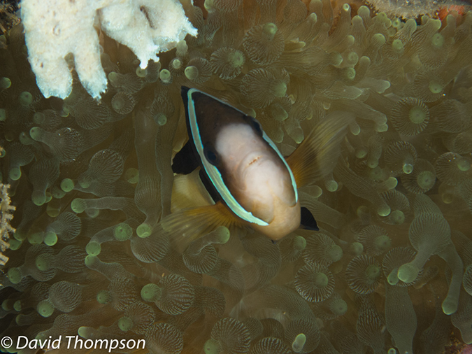 %_tempFileName2012-07-02_1_Pura_Island_Pakyans_Vilage%20(9)%