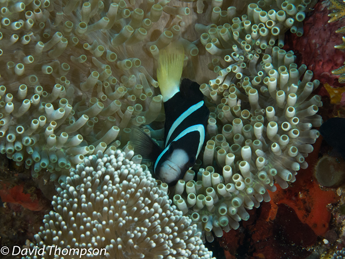 %_tempFileName2012-07-02_2_Pantar%20Island_Red_Wall%20(10)%