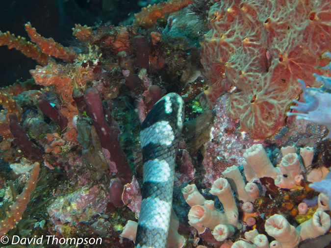 %_tempFileName2012-07-02_2_Pantar%20Island_Red_Wall%20(25)%