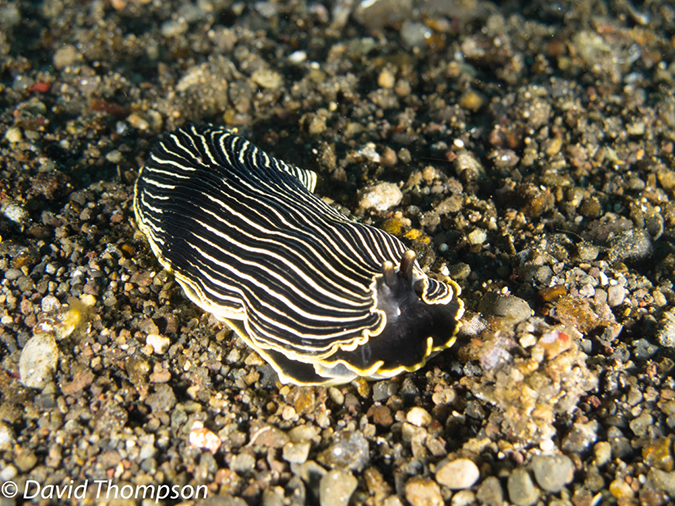%_tempFileName2012-07-02_3_Pantar_Island_Beang_Abang_Bay%20(12)%