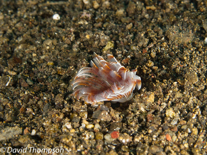 %_tempFileName2012-07-02_3_Pantar_Island_Beang_Abang_Bay%20(5)%