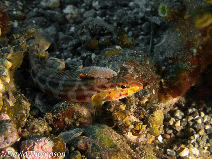 %_tempFileName2012-07-02_3_Pantar_Island_Beang_Abang_Bay%20(53)%