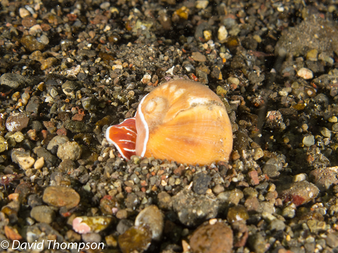 %_tempFileName2012-07-02_4_Pantar_Island_beang_Abang_Bay%20(20)%