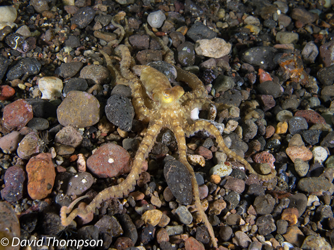 %_tempFileName2012-07-02_4_Pantar_Island_beang_Abang_Bay%20(3)%