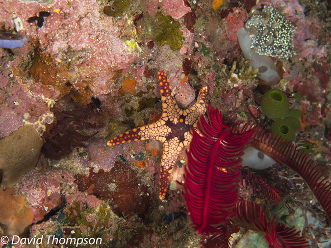 %_tempFileName2012-07-02_4_Pantar_Island_beang_Abang_Bay%20(50)%