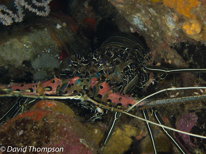 %_tempFileName2012-07-03_1_Pura_Island_Clown_Fish_Valley%20(11)%