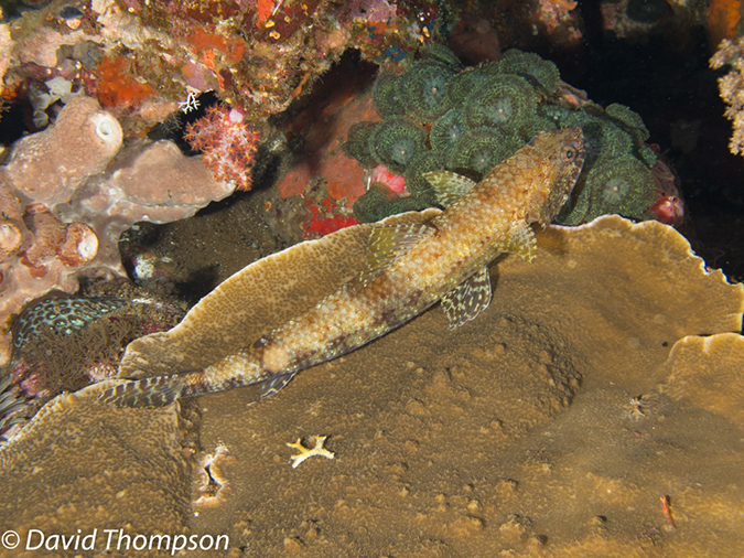 %_tempFileName2012-07-03_1_Pura_Island_Clown_Fish_Valley%20(14)%
