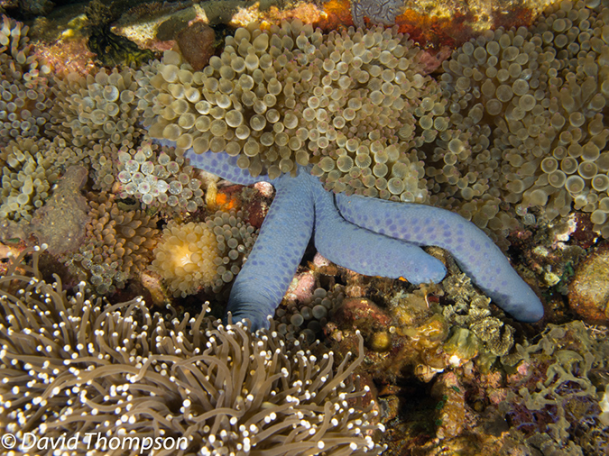 %_tempFileName2012-07-03_1_Pura_Island_Clown_Fish_Valley%20(30)%