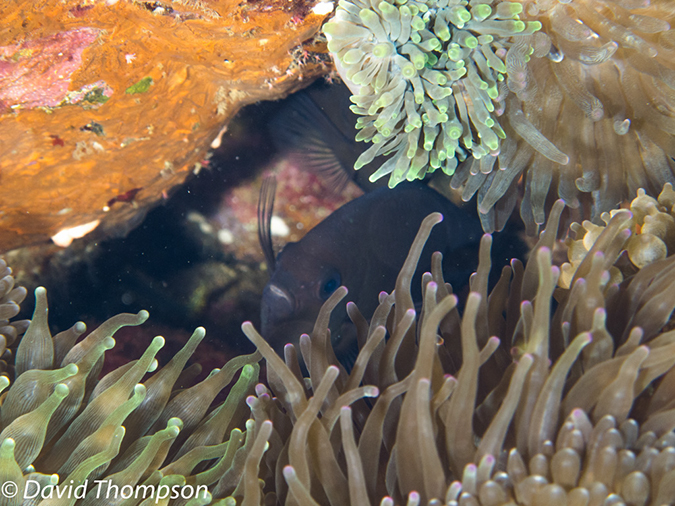 %_tempFileName2012-07-03_1_Pura_Island_Clown_Fish_Valley%20(33)%