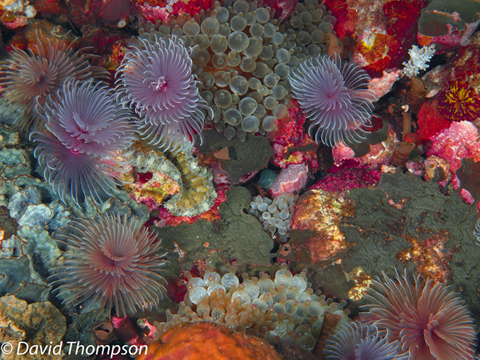 %_tempFileName2012-07-03_1_Pura_Island_Clown_Fish_Valley%20(53)%