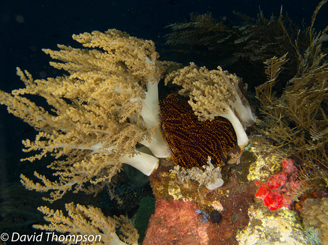%_tempFileName2012-07-03_1_Pura_Island_Clown_Fish_Valley%20(76)%