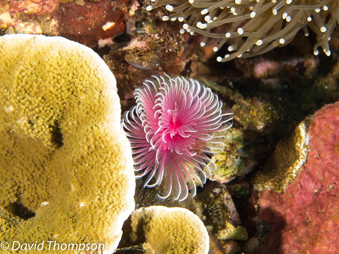 %_tempFileName2012-07-03_1_Pura_Island_Clown_Fish_Valley%20(79)%