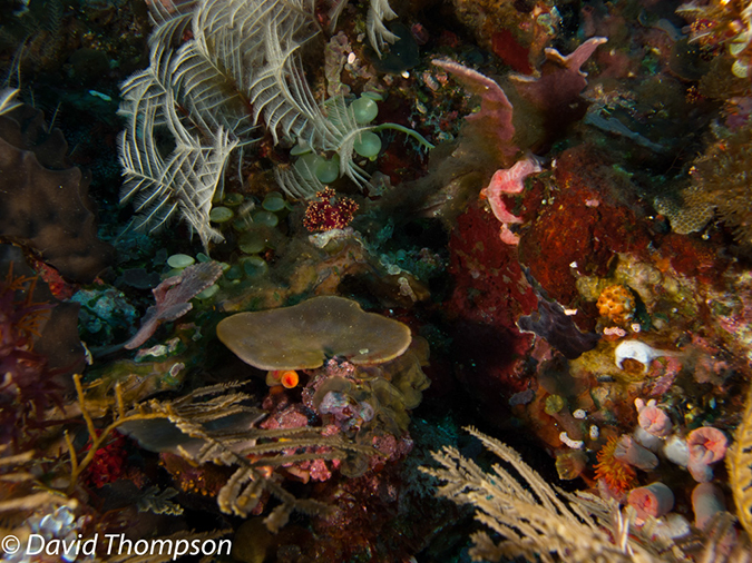 %_tempFileName2012-07-04_2_Treweg_Island_East_of_Trewag%20(20)%