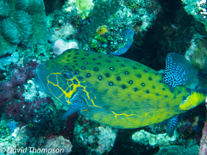 %_tempFileName2012-07-04_2_Treweg_Island_East_of_Trewag%20(51)%