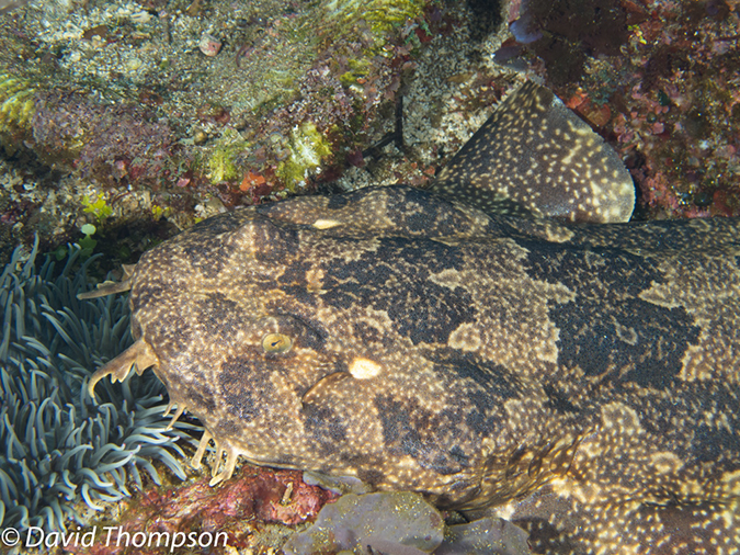 %_tempFileName2012-07-05_1_Pura_Island_Clown_Fish_Valley%20(36)%