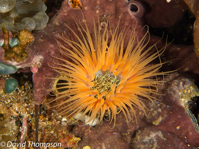 %_tempFileName2012-07-05_1_Pura_Island_Clown_Fish_Valley%20(45)%