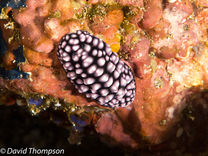 %_tempFileName2012-07-05_1_Pura_Island_Clown_Fish_Valley%20(48)%