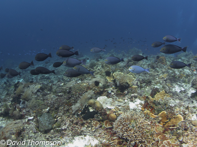 %_tempFileName2012-07-05_2_Pura_Island_Pakyans_Village%20(35)%