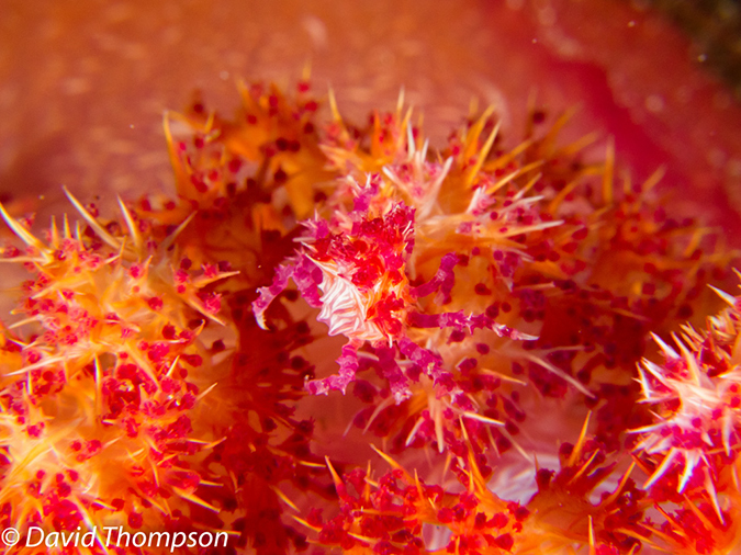 %_tempFileName2012-07-06_1_Pura_Island_Board_Room%20(15)%