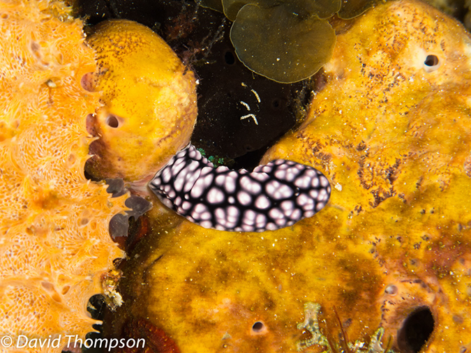 %_tempFileName2012-07-06_1_Pura_Island_Board_Room%20(20)%