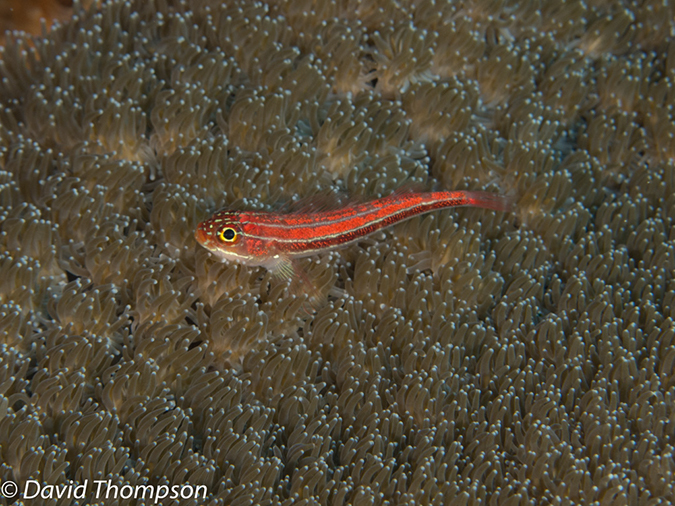 %_tempFileName2012-07-06_1_Pura_Island_Board_Room%20(27)%
