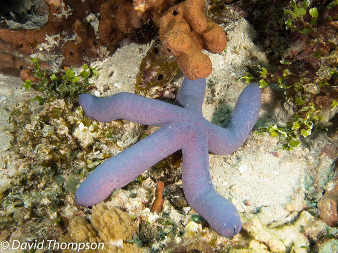 %_tempFileName2012-07-06_1_Pura_Island_Board_Room%20(36)%